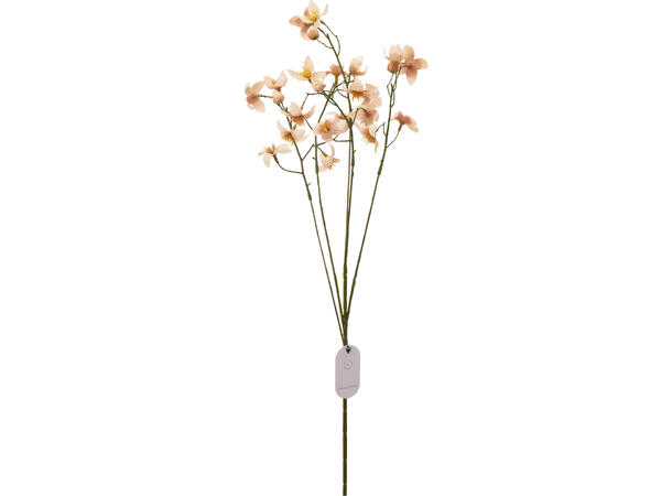 Blomst Thalictrum 77cm 3ass Forpk 24stk 