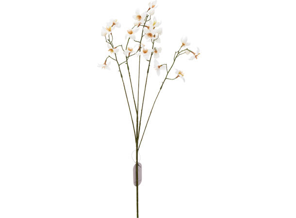 Blomst Thalictrum 77cm 3ass 