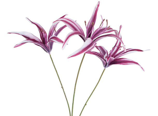 Kvist Tigerlily bordeaurød 85cm 