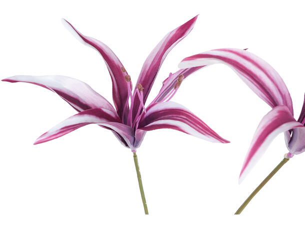 Kvist Tigerlily bordeaurød 85cm 