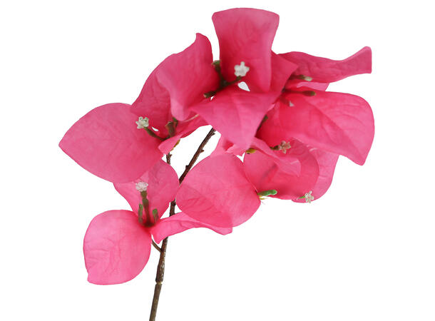 Kvist m/blomster Ibizarose rosa 102cm 