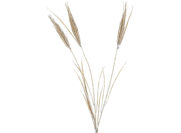 Kvist stråbukett i off-hvit 74cm Forpk 12stk 