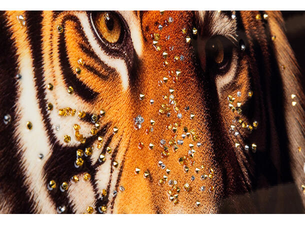 Lerretsbilde Tiger Hipster dekor 64x84cm Shiny foliert fototrykk sort/gull ramme 