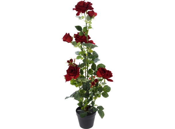 Blomst røde roser i potte 95cm 