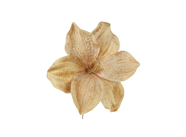 Kvist amaryllis beige 75cm 