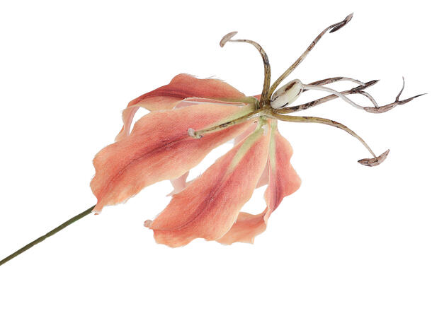 Kvist med blomst rosa/beige 83cm 
