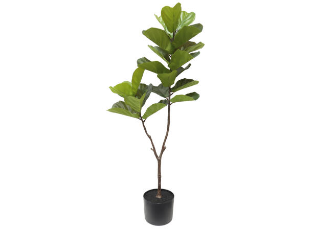 Plante grønn fiolinfiken 60x155cm Sort potte 
