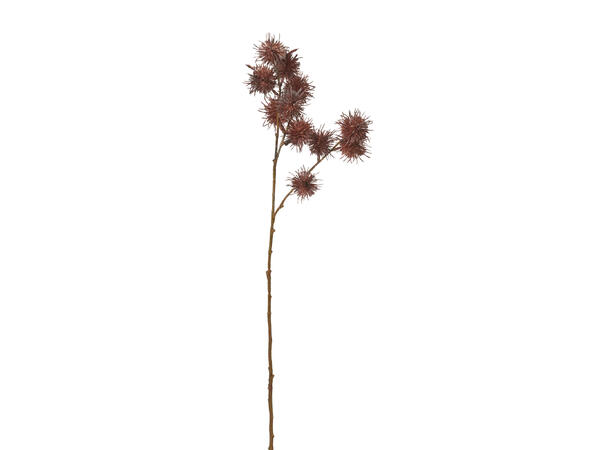 Kvist akasia brunfarger 68cm 3ass 