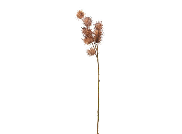 Kvist akasia brunfarger 68cm 3ass 