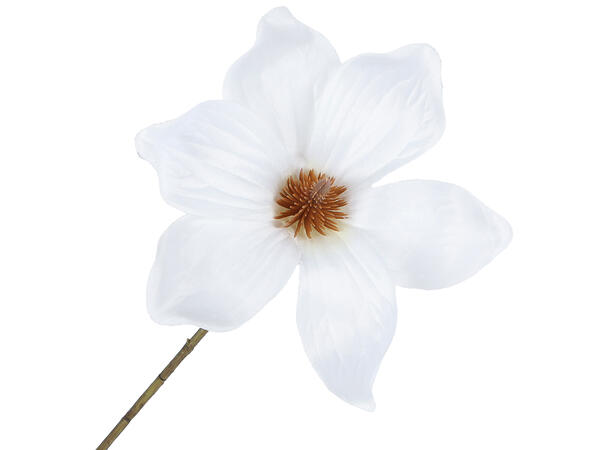 Kvist vill Magnolia krem 127cm Forpk 6stk 