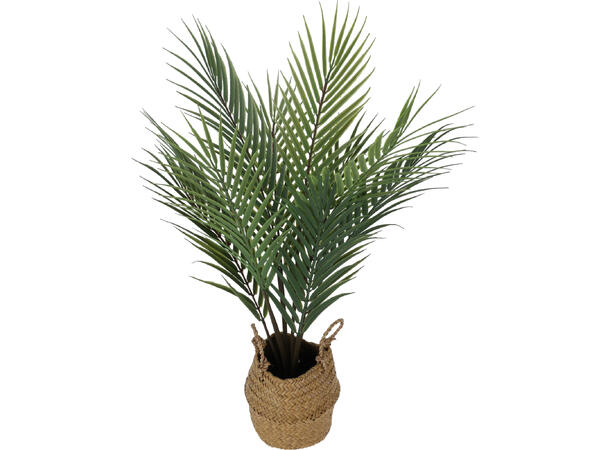 Sjøgress palme i flettet kurv 22x22x50cm 