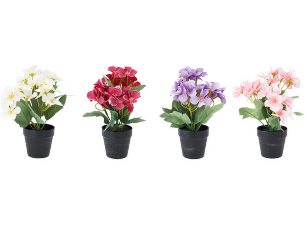 Blomster assorterte i sort potte 13x20cm 