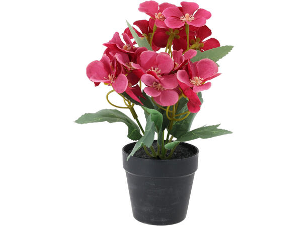 Blomster assorterte i sort potte 13x20cm 