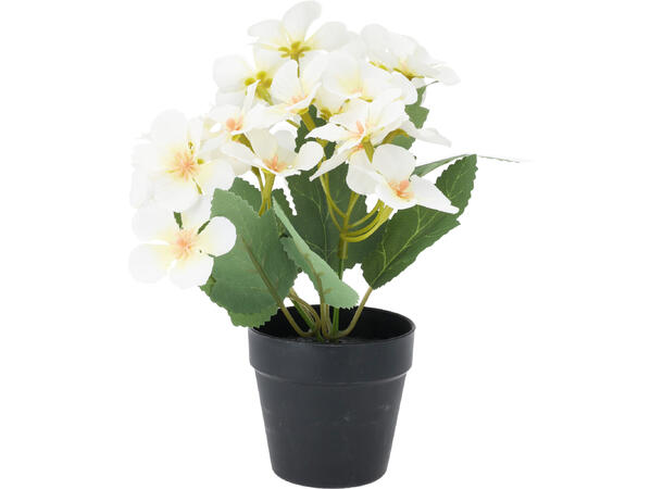 Blomster i sort potte 13x20cm 4ass Forpakning 24stk 