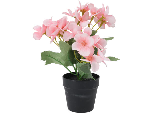 Blomster i sort potte 13x20cm 4ass 