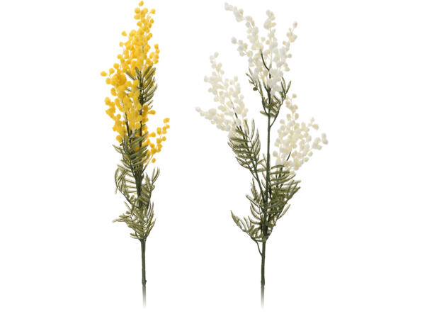 Kvist Akasie Farnesiana 85cm 2ass Forpakning: 24stk 