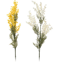 Kvist Akasie Farnesiana 85cm 2ass Forpk 24stk