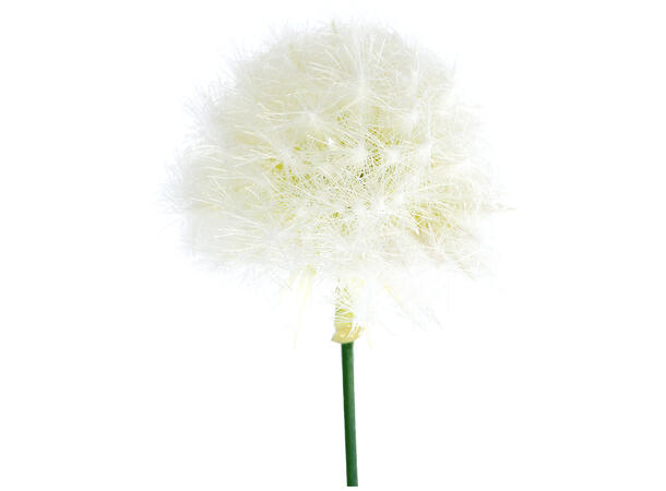 Kvist med hvit løvetannblomst 52cm 