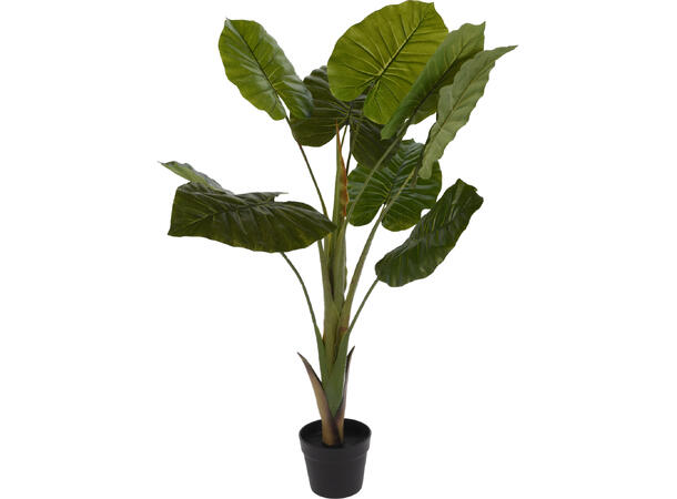 Plante philotre i svart potte 110cm 