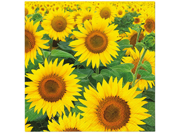 Serviett Sunflowers Field Lunsjserviett 20 stk 3-lags 33x33cm 