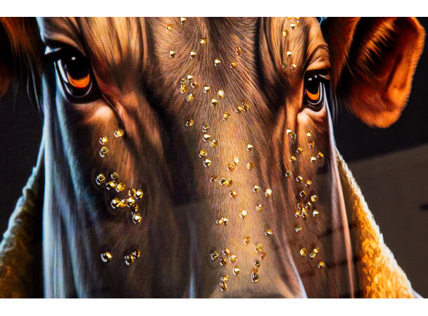 Bilde lerretstrykk Okse Hipster  62x92cm Shiny foliert fototrykk med gullramme 