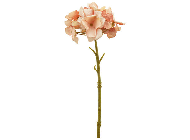 Blomst hortensia lakserosa 32cm Forpk 24stk 