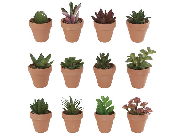 Blomst terracottapotte 6,5x6,5x12 12ass Display med 12 stk 
