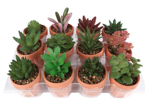 Blomst terracottapotte 6,5x6,5x12 12ass Display med 12 stk 