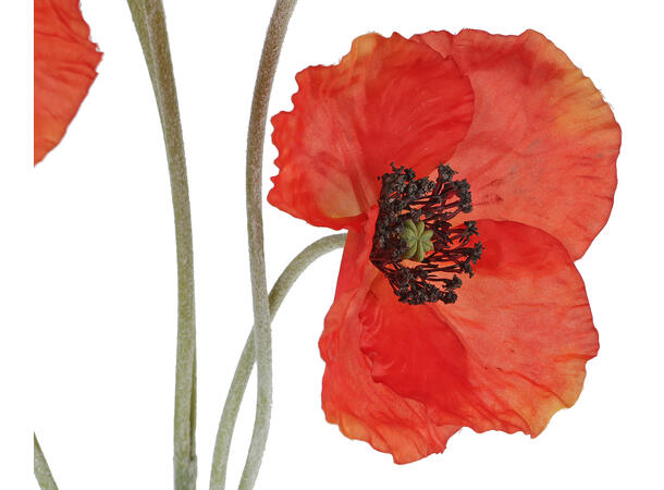 Kvist blomst Poppy rød 108cm Forpk 12stk 