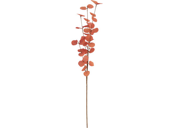 Kvist eucalyptus 75cm 3ass Forpk 24stk 
