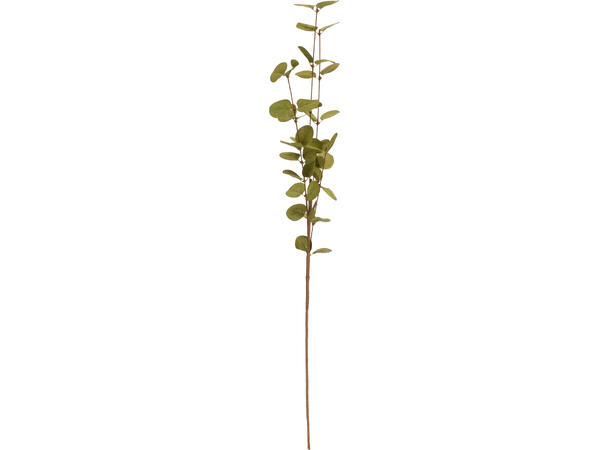 Kvist eucalyptus 75cm 3ass Forpk 24stk 