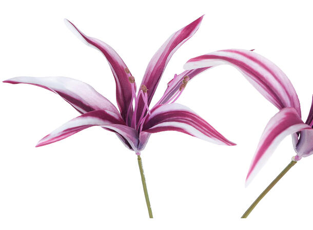 Kvist rød valmue 83cm 