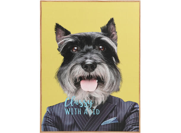 Bilde hund m/klær MDF 28x38cm 3ass 