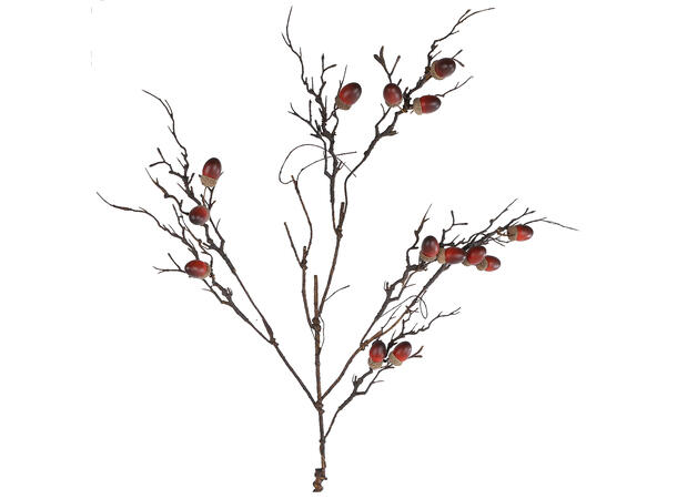 Gren kvist eikenøtt 88cm 