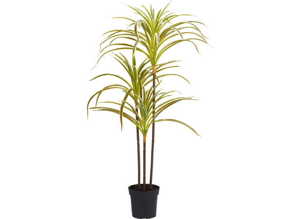 Plante i svart potte 40x84cm 2ass 