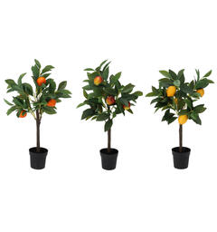 Plante sitron/appelsin/eple potte 3ass 60cm