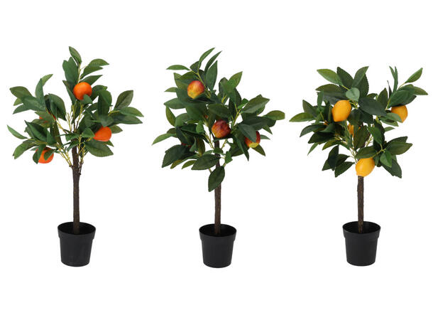 Plante sitron/appelsin/eple potte 3ass 60cm 