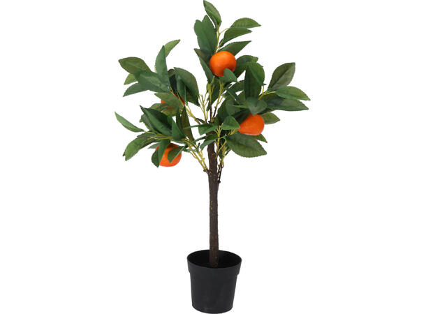 Plante sitron/appelsin/eple potte 3ass 60cm 