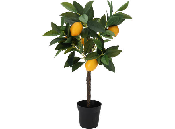 Plante sitron/appelsin/eple potte 3ass 60cm 