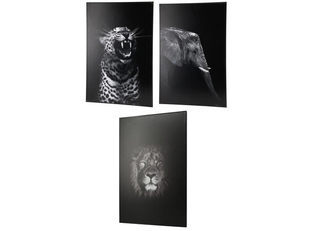 Bilde lerret 38x58cm sort/hvit dyr 3ass 