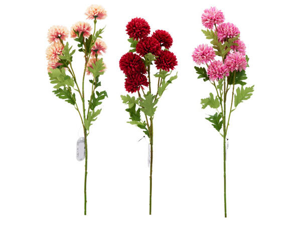 Krysantemum m/7 blomster 78cm 3ass Forpk 24stk 