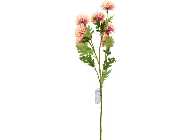 Krysantemum m/7 blomster 78cm 3ass Forpk 24stk 