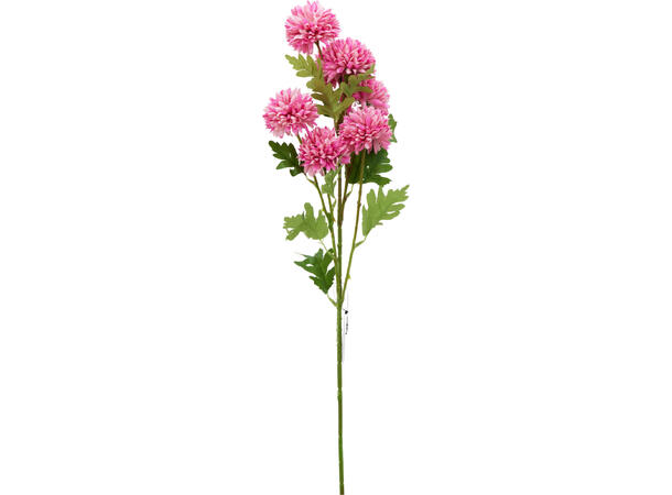 Krysantemum m/7 blomster 78cm 3ass Forpk 24stk 