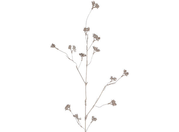 Kvist Aglaia champagne 80cm Forpk 12stk 