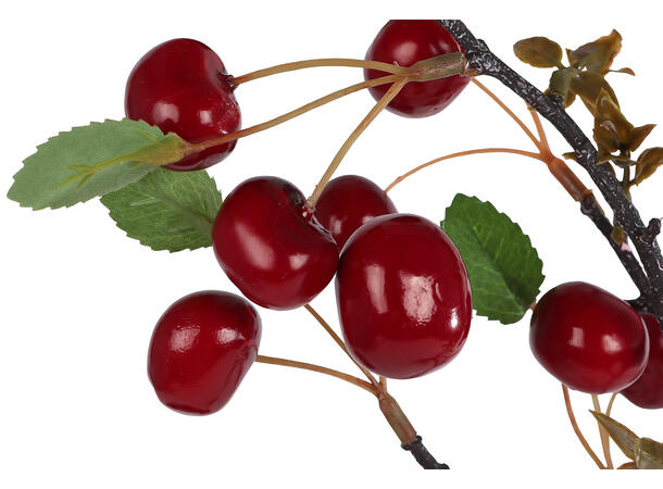 Kvist Aglaia champagne 80cm 