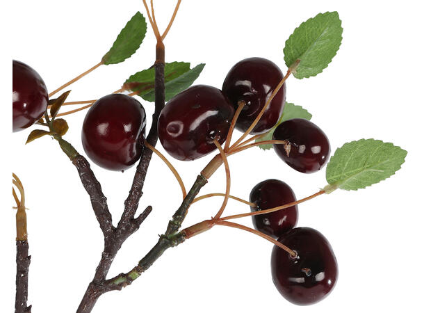 Kvist Aglaia champagne 80cm 