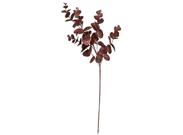 Kvist eukalyptus brent 63cm Forpk: 12stk 