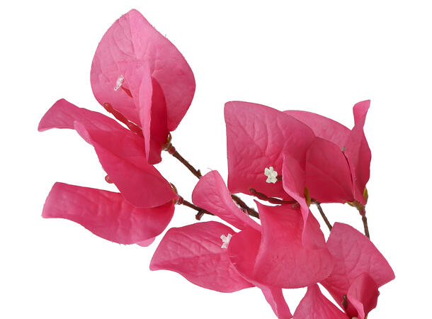 Kvist m/blomster Ibizarose rosa 175cm 