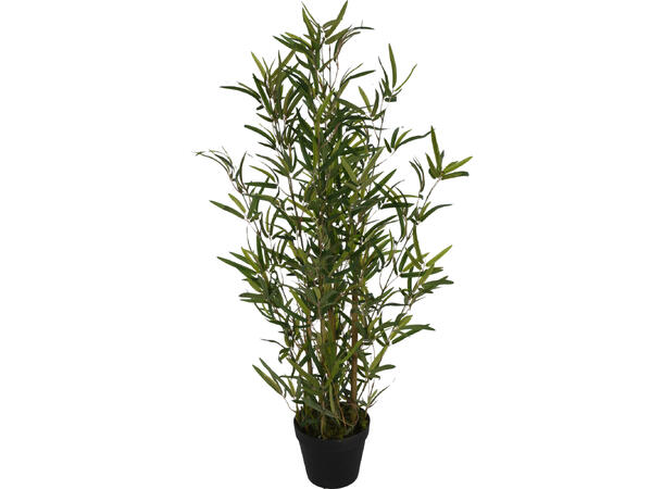 Plante bambustre i sort potte 40x90cm 