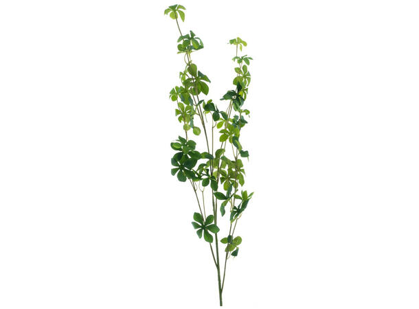Kvist Pittosporum grønne blader 97cm 